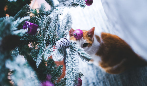 Having a Pet-Safe Holiday: Tips for a Festive, Furry-Friendly Home