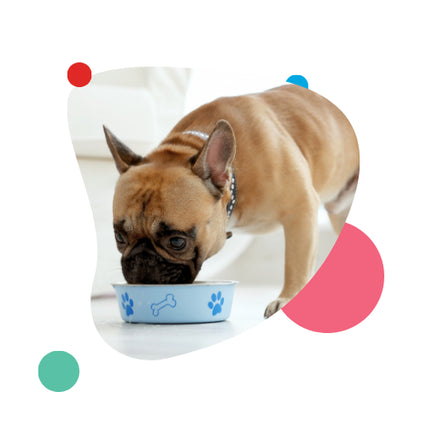 Dog FoodA small dog eating out of a bowl.