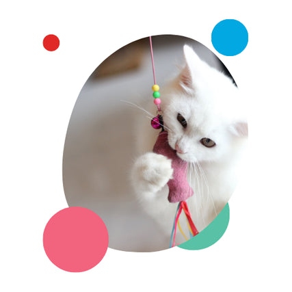 Cat SuppliesA cat playing with a toy on a string.
