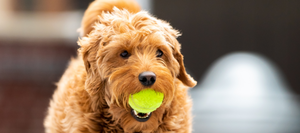 A dog holding a tennis ball in it's mouth.