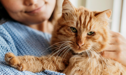 An owner holding an orange cat.