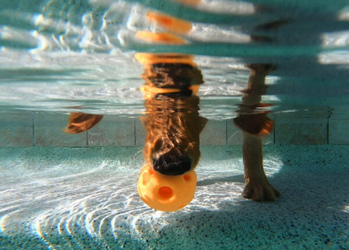 Multipet Breeze®Ball Dog Toy